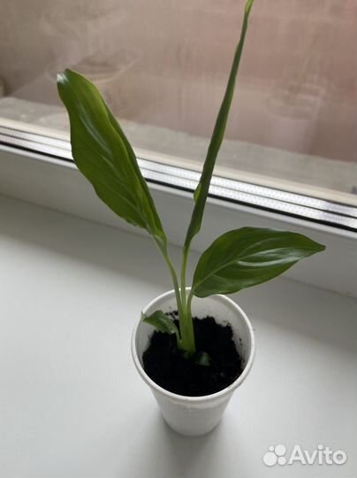 Спатифиллум