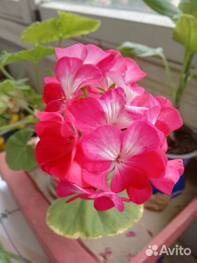 Пеларгония герань