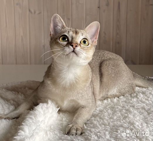 Сингапура,сингапурская кошка - котята питомник объявление продам