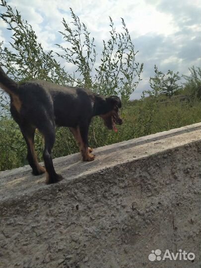 Щенки ягдтерьера