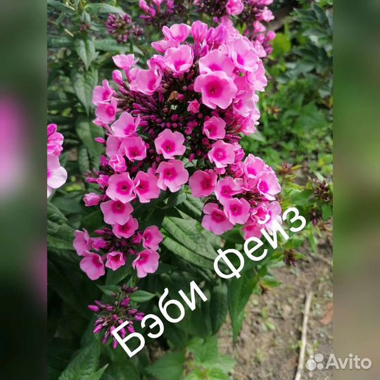 Флоксы многолетние