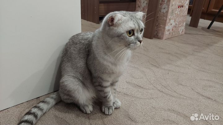 Шотландские вислоухие котята