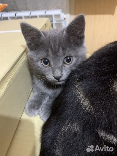 Отдам котят в хорошие руки