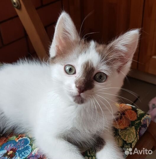 Котенок девочка