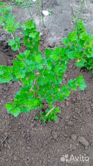 Саженцы плодово- ягодные