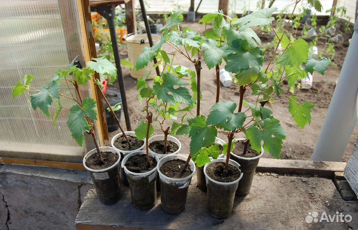 Саженцы винограда под заказ