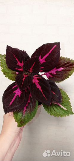 Колеус фиолетовый в горшке 0.3 литра