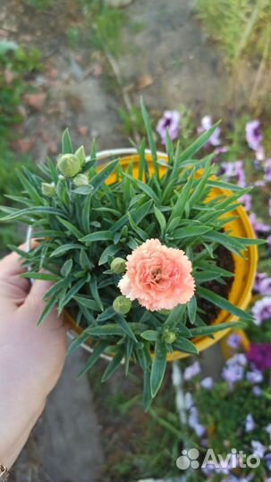 Гвоздика вегетативная