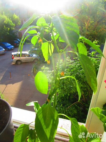 Рассада горького перца в отдельных горшках