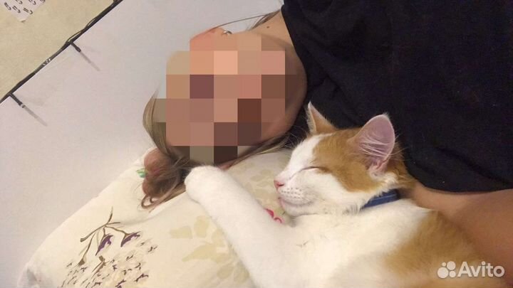 Котик ищет старых или новых хозяев