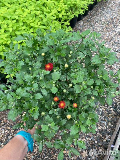 Хризантема мультифлора