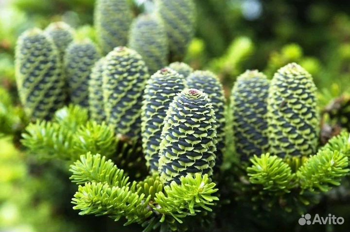 Пихта Нордмана