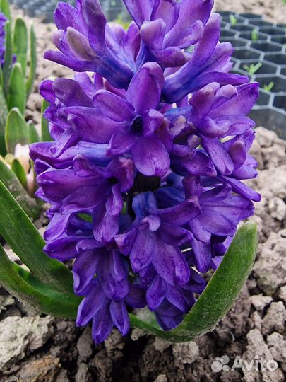 Луковицы гиацинтов