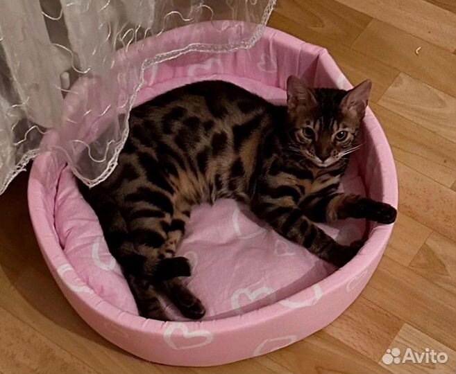 Бенгальская кошка в добрые руки