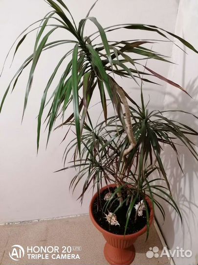 Пальма драцена