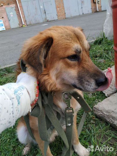 Спасён из черного приюта