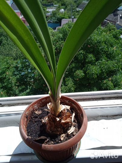 Комнатные домашние растения