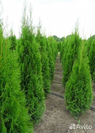 Туя смарагд