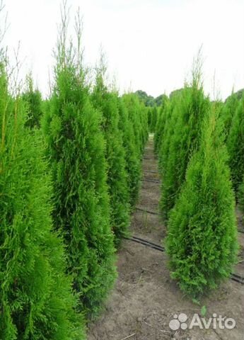 Туя смарагд