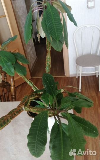 Молочай, суккулент, пальма