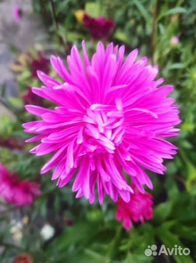 Астры срезка