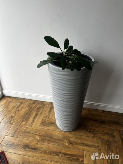 Молочай беложильчатый