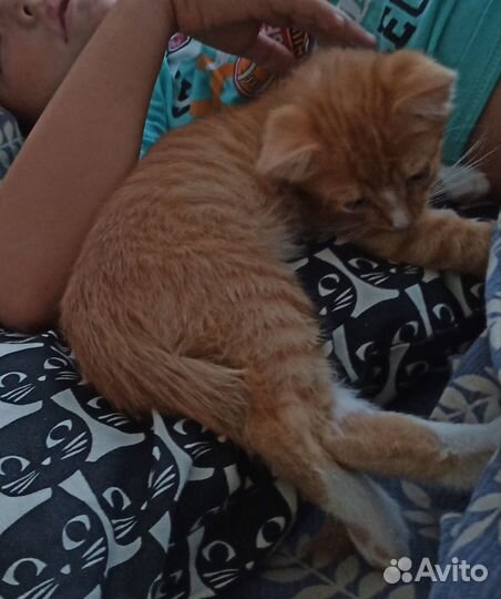 Котик бесплатно в добрые руки