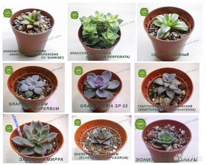 Суккуленты /детки