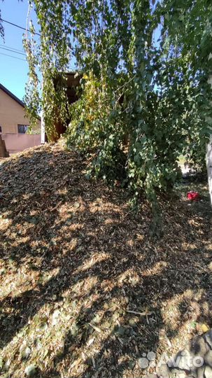 Щепа, мульча, органическое удобрение Бесплатно