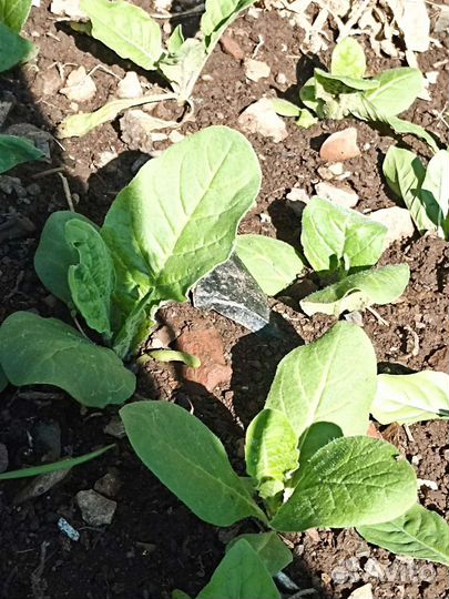 Тобак душистый Цветы