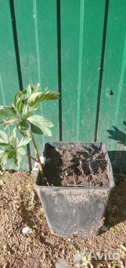 Туя,дерен,пион, сирень спирея