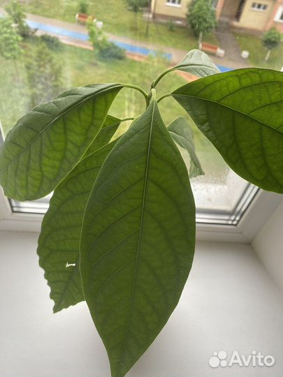 Авокадо дерево