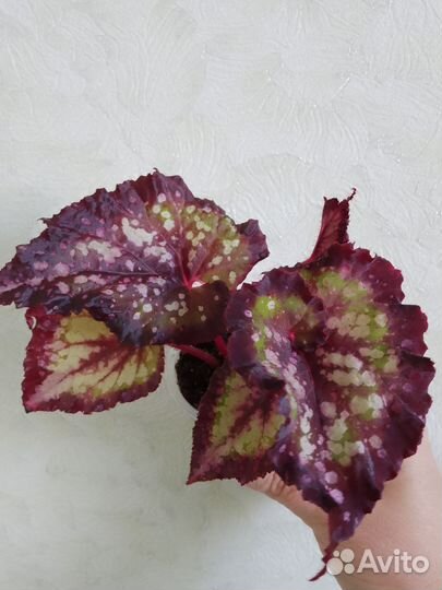 Бегония декоративно лиственная