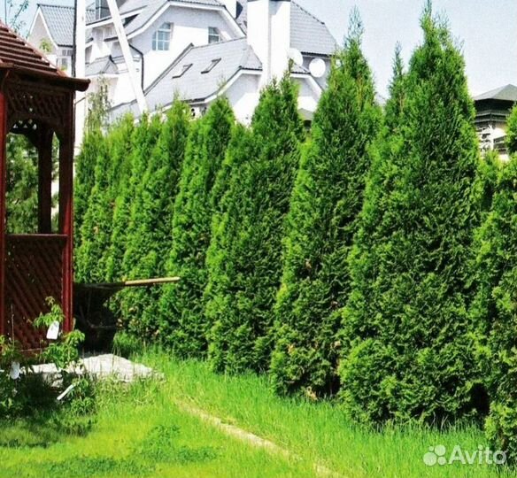 Туя смарагд саженцы