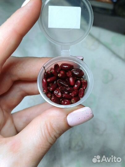 Барбарис сушеный