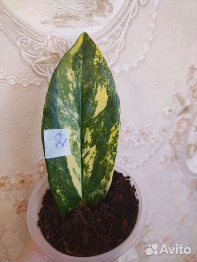 Замиакулькас