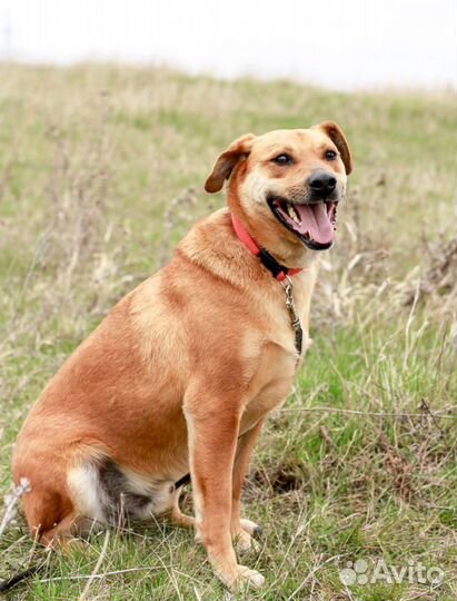 Собака в добрые руки отдам бесплатно даром