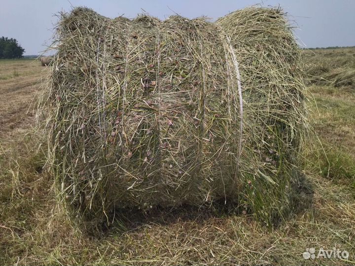 эспарцетовое сено для овец. солома в тюках. сено клевер люцерна. сено в тюках клевер. сено для животных.