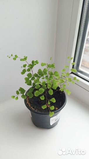 Адиантум (венерин волос) папоротник