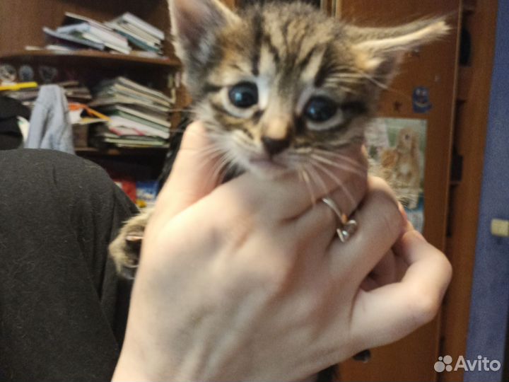 Котята в добрые руки дар