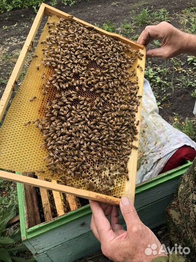 Пчёлы Карпатка, Бакфас пчелопакеты ульи