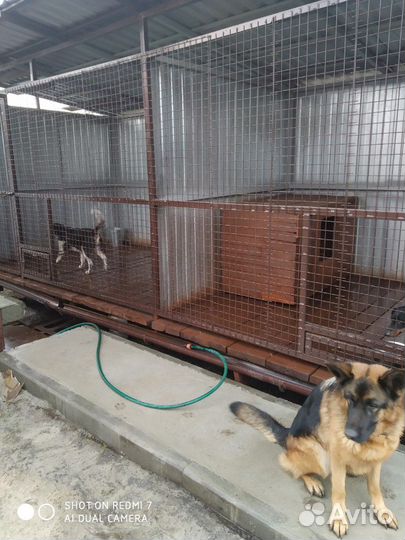 Передержка собак,кошек, дрессировка собак