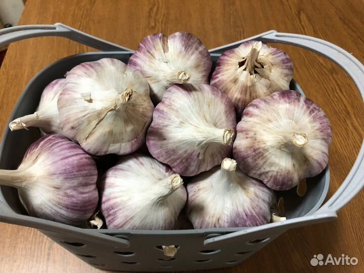 Крупный озимый чеснок на посадку