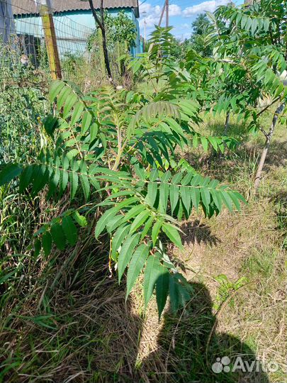 Саженцы сумах оленерогий или уксусного дерева