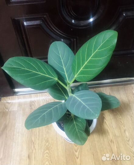 Фикусы сортовые