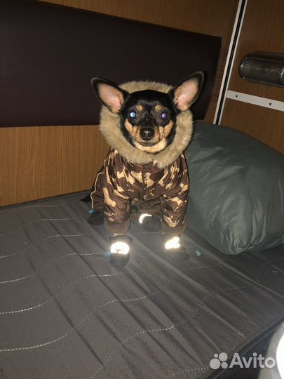 Зимний комбинезон для кобеля