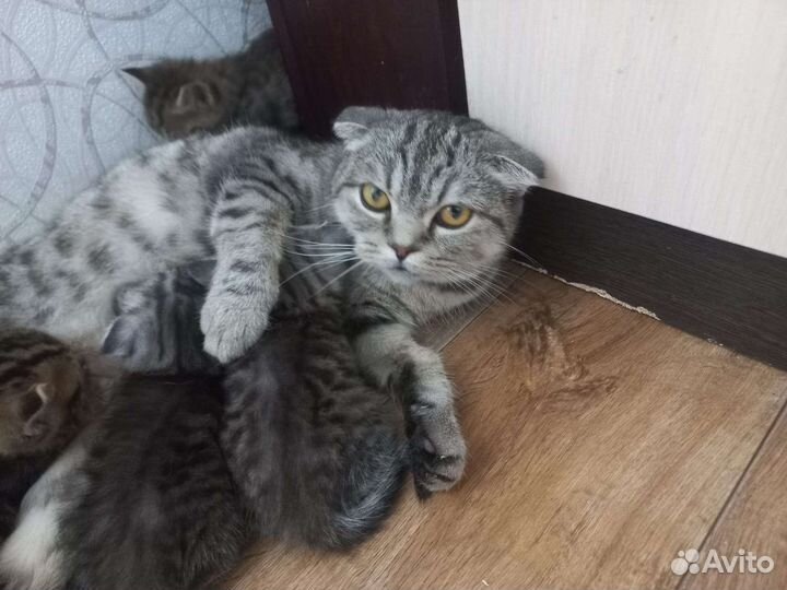 Шотландская вислоухая