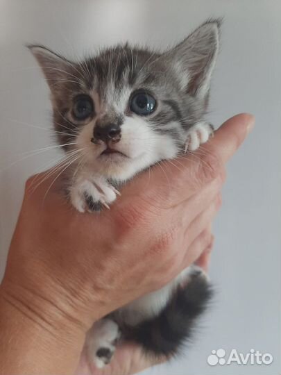 Котенок в добрые руки