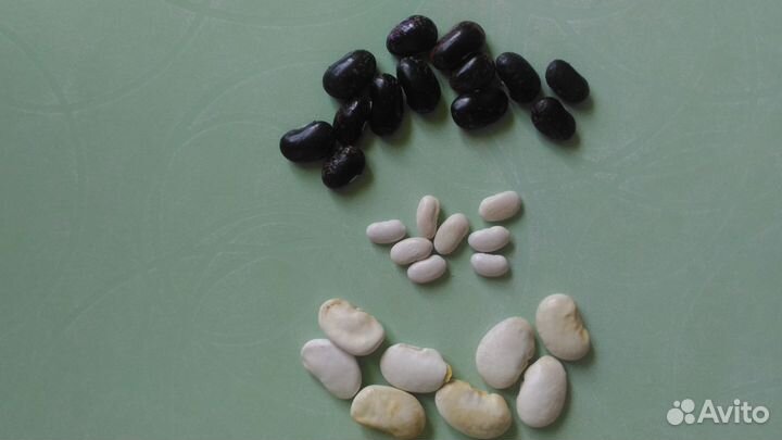 Продам фасоль декоративную