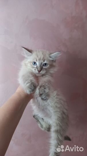 Невская маскарадная